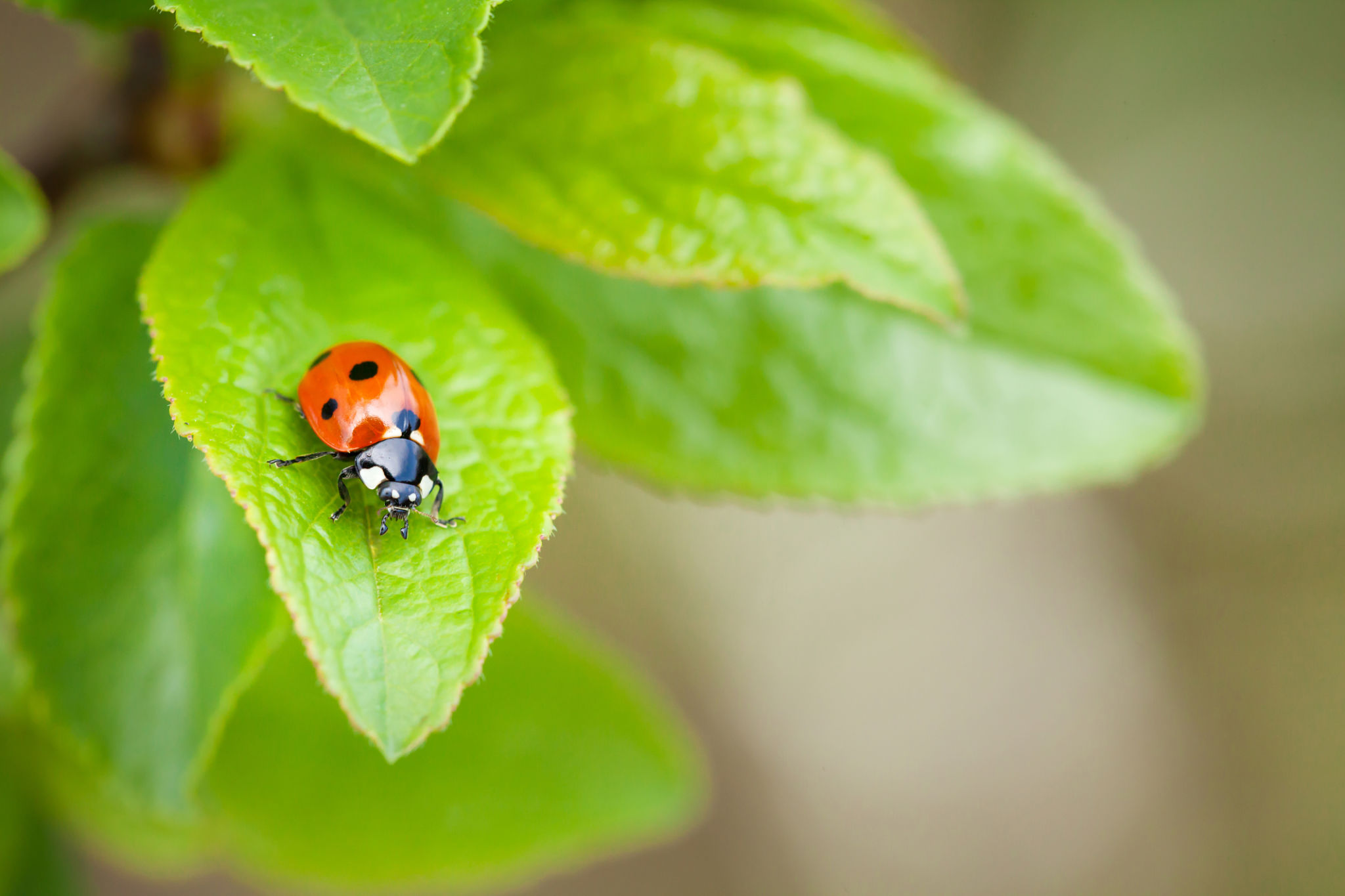 ladybugs on plants