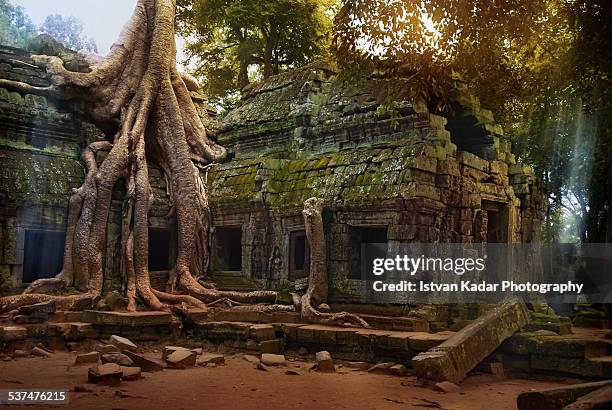 ta prohm temple in cambodia - angkor wat stock pictures, royalty-free photos & images