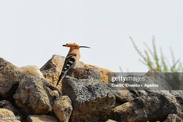 hoopoe (upupa epops) standing on rocks - hoopoe fotografías e imágenes de stock