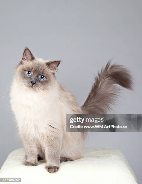 perfect pose - sibirisk katt bildbanksfoton och bilder