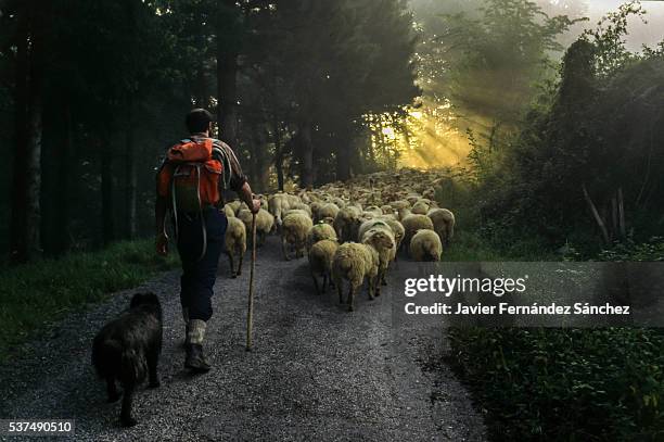 a shepherd with his dog in the transhumance of sheep from the valley to the sierra de aralar in guipuzcoa, spain. a course of many hours, so you have to leave at dawn with the first rays of the sun. shepherd with his flock of sheep. - baskische provinz stock-fotos und bilder