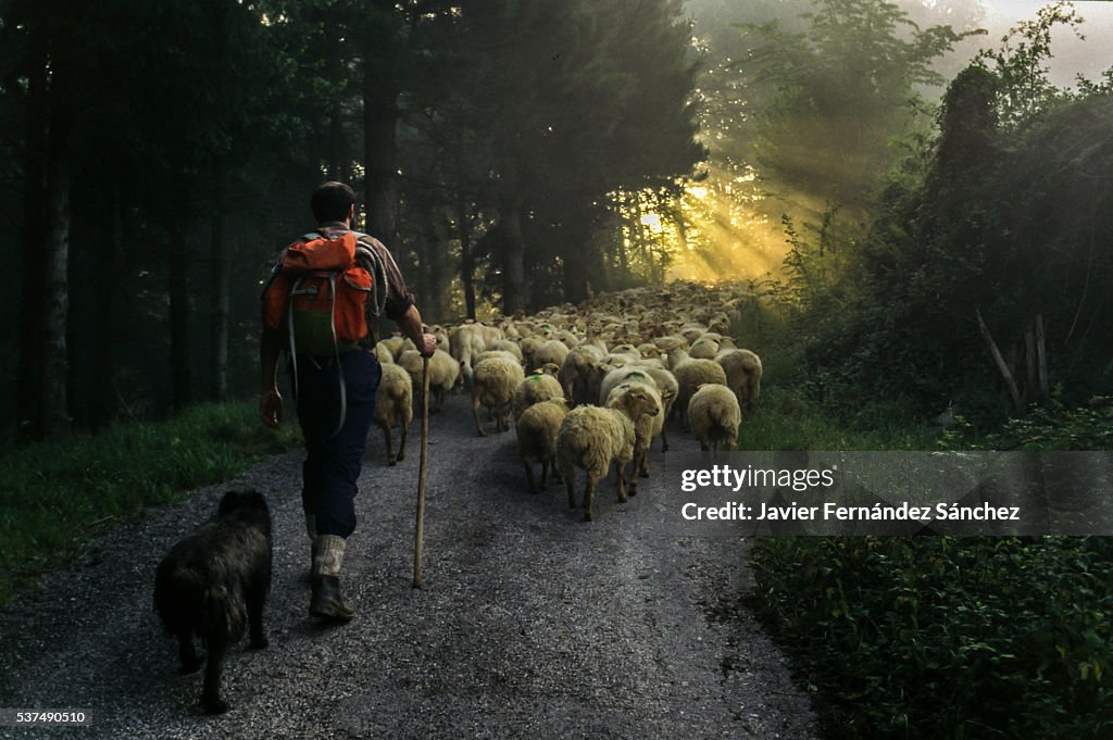 A shepherd with his dog in the transhumance of sheep from the valley to the Sierra de Aralar in Guipuzcoa, Spain. A course of many hours, so you have to leave at dawn with the first rays of the sun. Shepherd with his flock of sheep.
