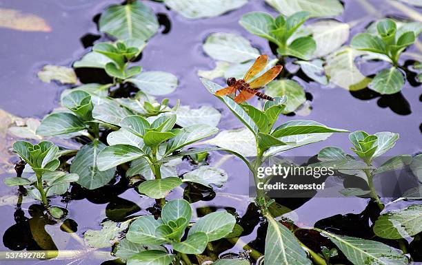 eastern amberwing - zeesstof stock pictures, royalty-free photos & images