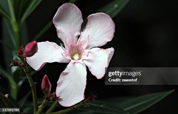 oleander blossom - zeesstof stock pictures, royalty-free photos & images