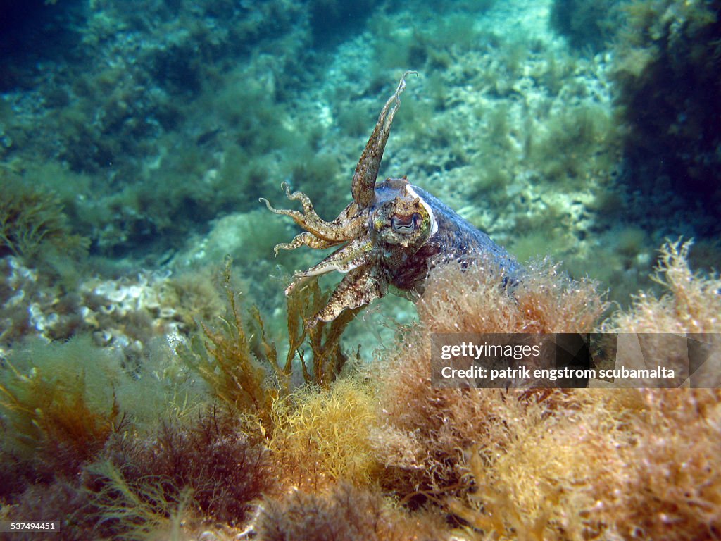 Cuttlefish