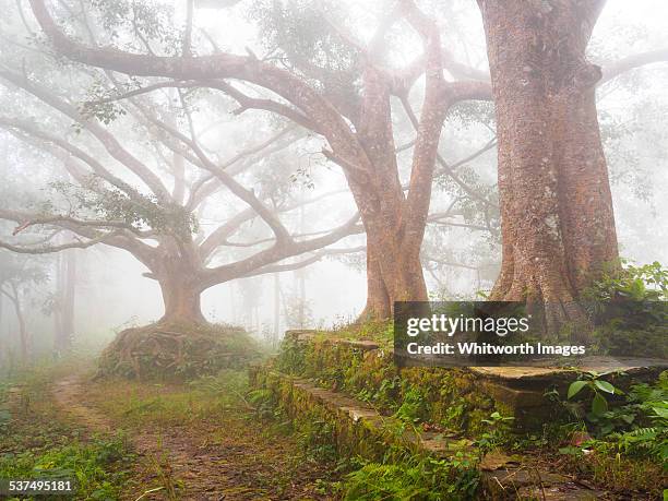 Chautari Tree 122 Chautara Stock Photos, High-Res Pictures, and Images - Getty Images