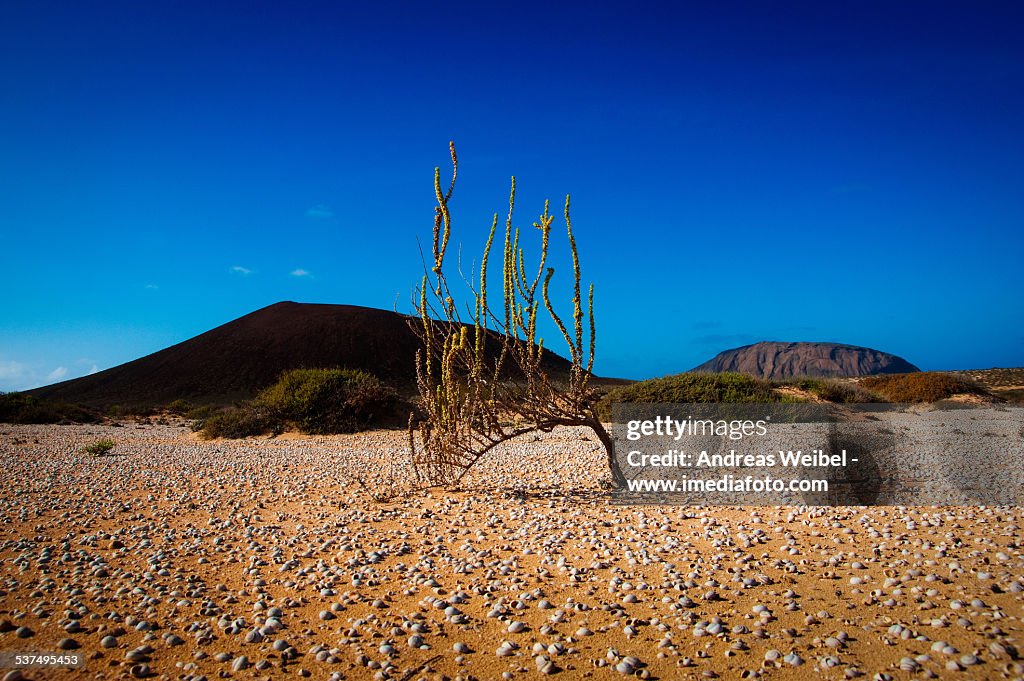 Planta en un desierto de caracoles