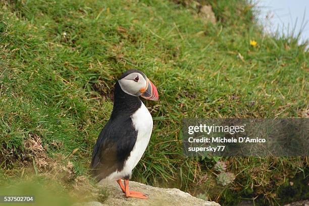 puffin on a cliff - st kilda stock-fotos und bilder
