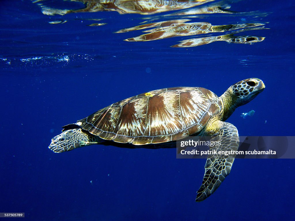 Turtle