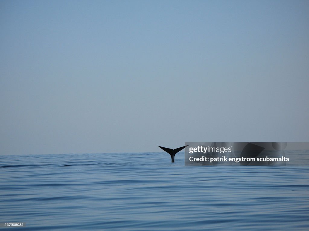 Sperm whale