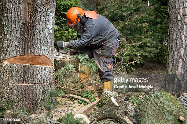 forestry worker with chainsaw - fallen tree stock pictures, royalty-free photos & images