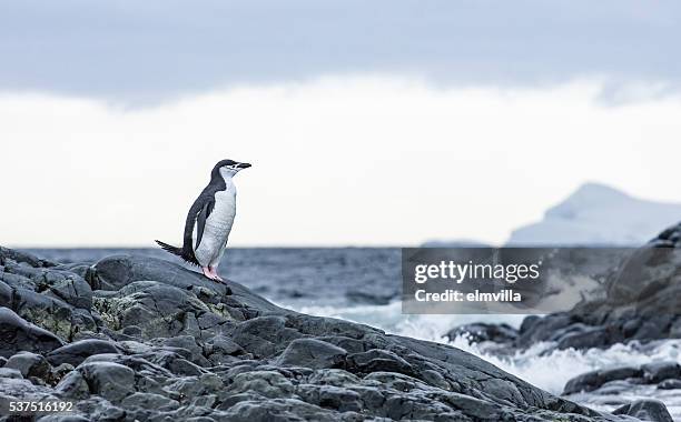 pingüino barbijo de pie sobre las rocas en antarticta - chinstrap penguin fotografías e imágenes de stock