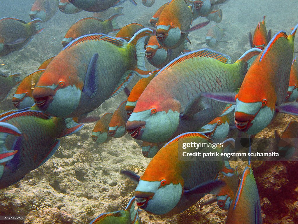 Parrot fish