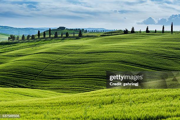 morning landscape from tuscany - green hills stock pictures, royalty-free photos & images