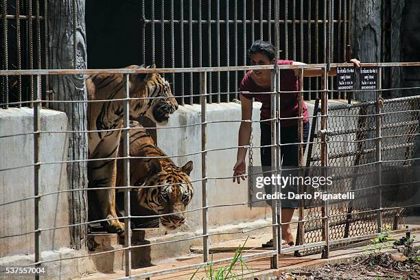 June 1, 2016: A foreign volunteer transfers two tigers from a cage to another at the Wat Pha Luang Ta Bua Tiger Temple on Wednesday, June 1, in...