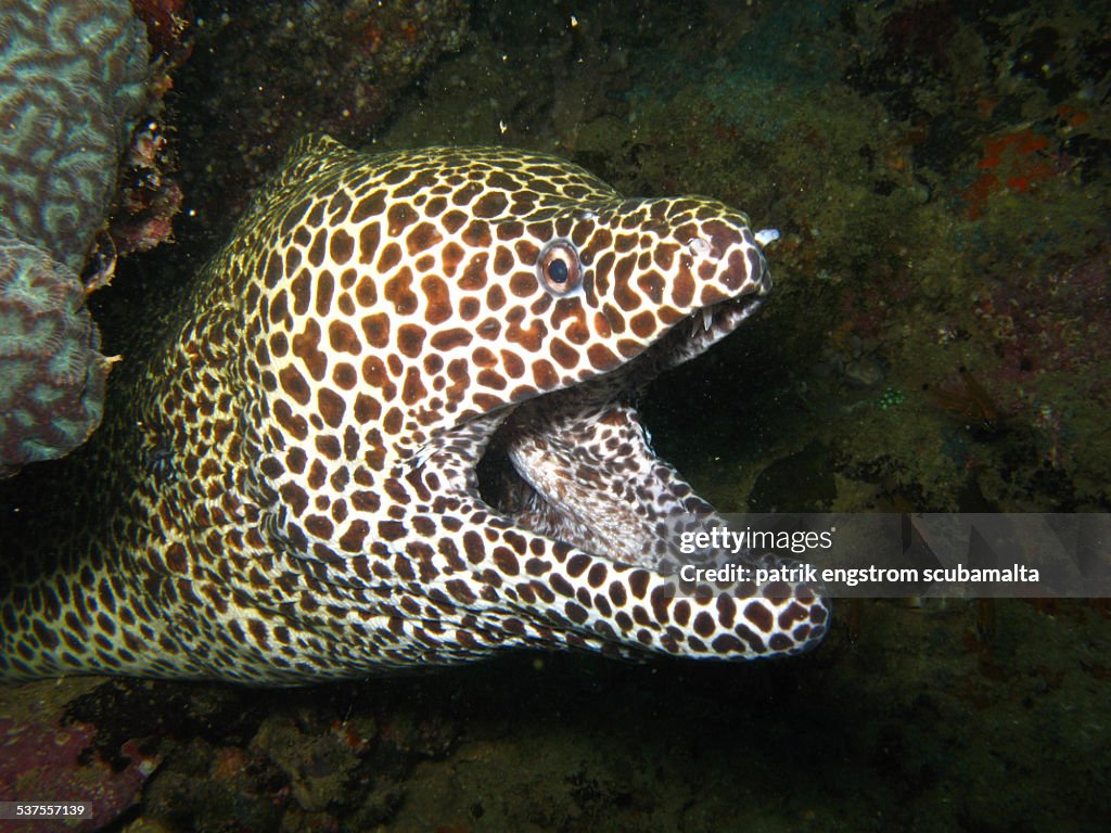 Honeycomb moray eel