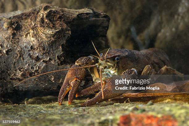freshwater crayfish - freshwater crayfish photos et images de collection