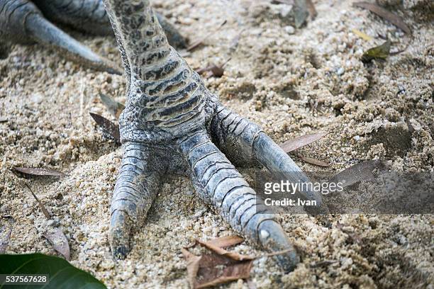 a footprint, feet of dinosaur, giant wild bird on sandy - dinosaur tracks stock pictures, royalty-free photos & images