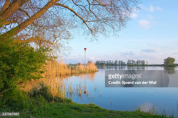 nature view at the river ijssel in the netherlands. - sjoerd van der wal stock pictures, royalty-free photos & images