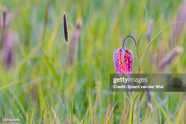snake's head fritillary flower in a field in spring - sjoerd van der wal stock pictures, royalty-free photos & images