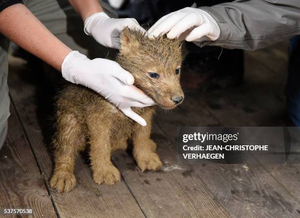 People take care of one of the six arctic white wolf cubs on June 2, 2016 at the zoological park of Amneville, eastern France, after weighing,...