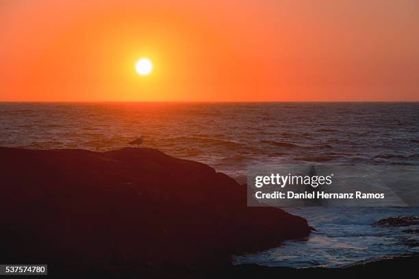 sunset at sea with a seagull on a rock - guarda sol stock pictures, royalty-free photos & images