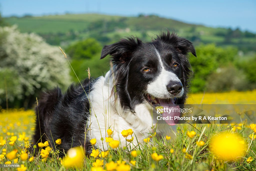 Border Collie in a field of buttercups