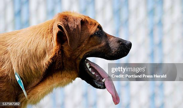 Stuart Dogs Rescued Dog Meat Farm Photos and Premium High Res Pictures - Getty Images