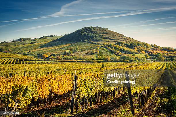 vineyard - hungary stock-fotos und bilder