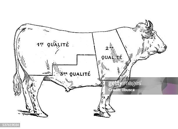 stockillustraties, clipart, cartoons en iconen met antique illustration of beef meat section - fillet