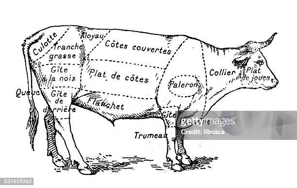 bildbanksillustrationer, clip art samt tecknat material och ikoner med antique illustration of beef meat section (french) - nötkött