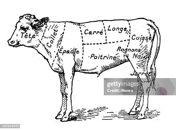 ilustraciones, imágenes clip art, dibujos animados e iconos de stock de ilustración antigua de carne de res, ternera sección (francés) - calf