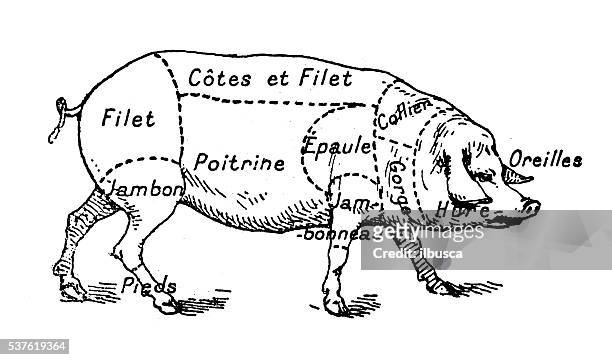antike abbildung von schweinefleisch schweinen schwein fleisch abschnitt (französisch) - fillet stock-grafiken, -clipart, -cartoons und -symbole