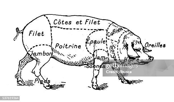 illustrations, cliparts, dessins animés et icônes de ancienne illustration de porc porcine la viande de porc section (française) - jambe animale