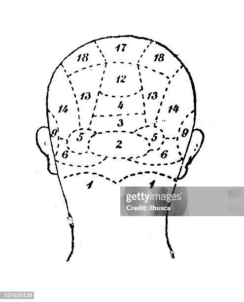 human head skull phrenology study - back surgery stock illustrations
