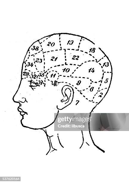 menschlicher kopf schädel phrenology arbeitszimmer - phrenologie stock-grafiken, -clipart, -cartoons und -symbole