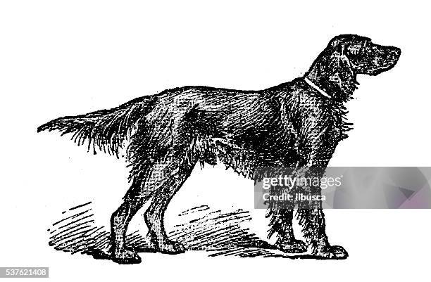 antique illustration of dog (irish setter) - irish setter stock illustrations