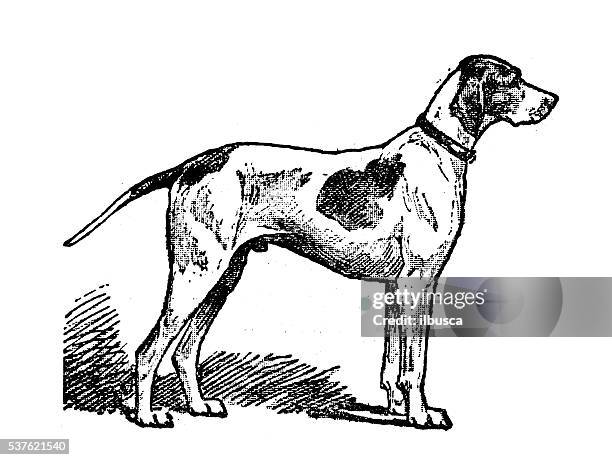 antique illustration of dog (braque saint-germain) - dog sketch stock illustrations