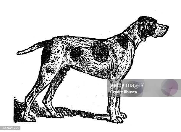 antike abbildung von hund (braque d ' auvergne) - hunt dog painting stock-grafiken, -clipart, -cartoons und -symbole