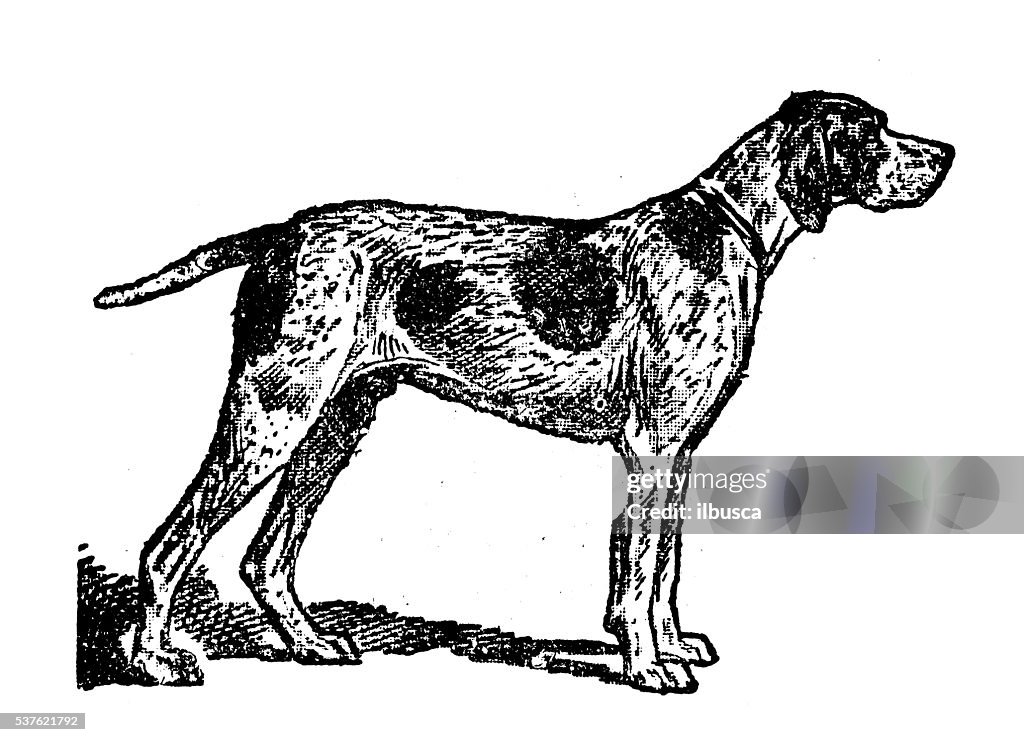 Antique illustration of dog (Braque d'Auvergne)