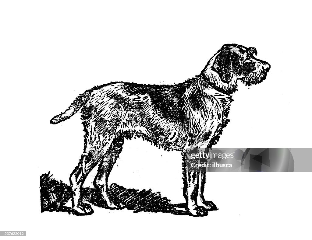 Antique illustration of dog (Wirehaired Pointing Griffon)