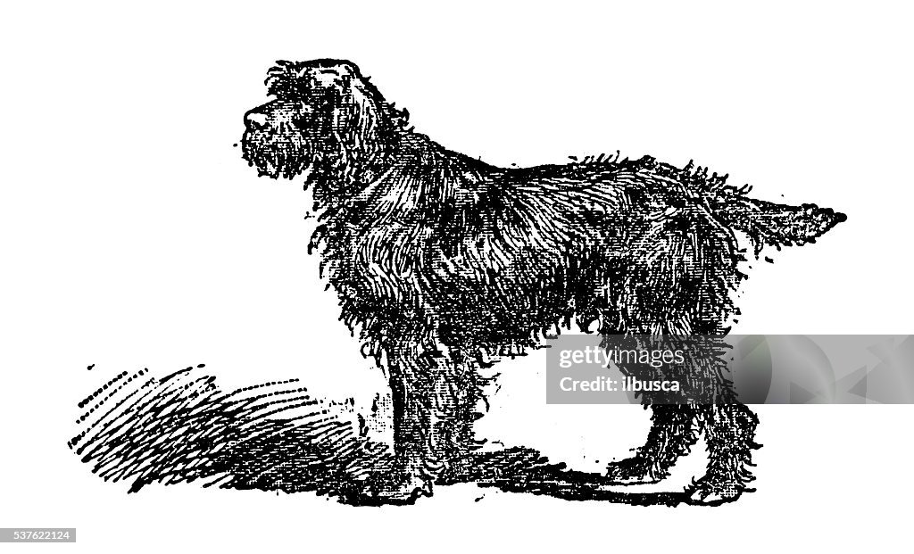 Antique illustration of dog (Griffon Boulet)