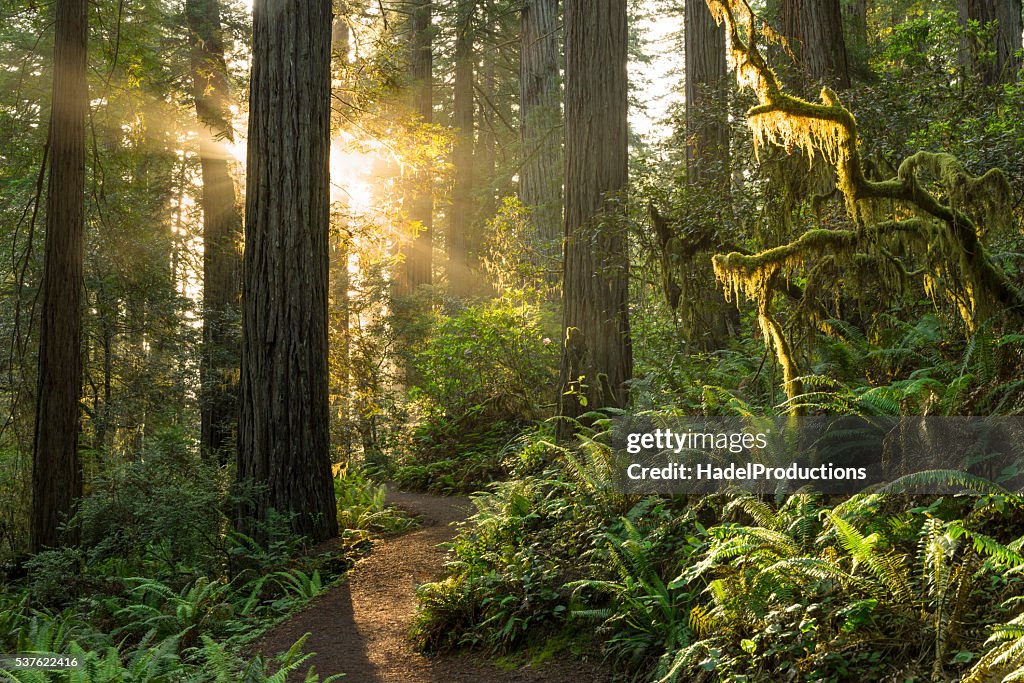Parque nacional Redwood