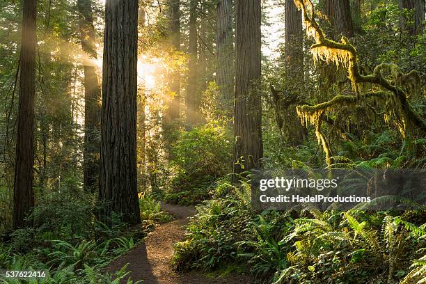 parque nacional redwood - california del norte fotografías e imágenes de stock