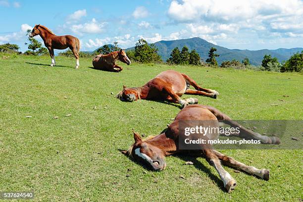 happy horse family - sleeping horses stock pictures, royalty-free photos & images