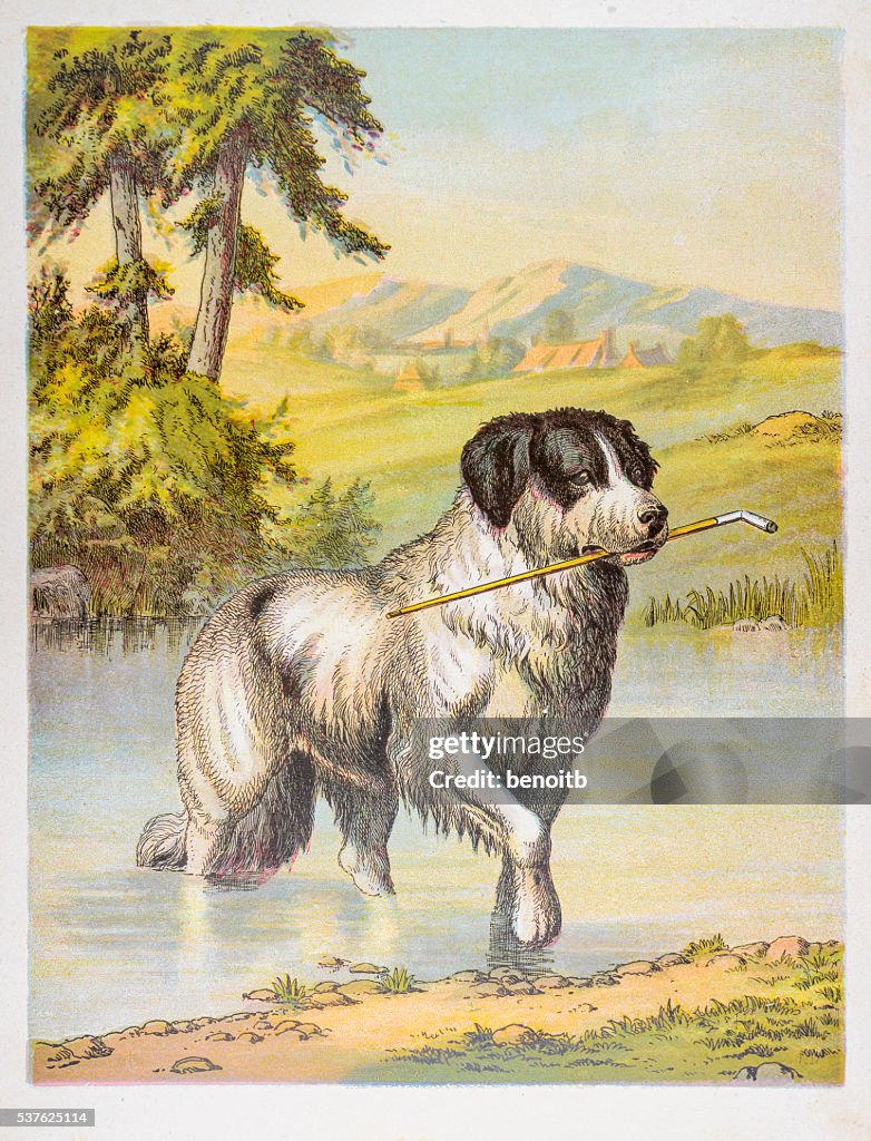 Newfoundland Dog in pond