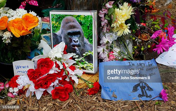Flowers lay around a bronze statue of a gorilla and her baby outside the Cincinnati Zoo's Gorilla World exhibit days after a 3-year-old boy fell into...