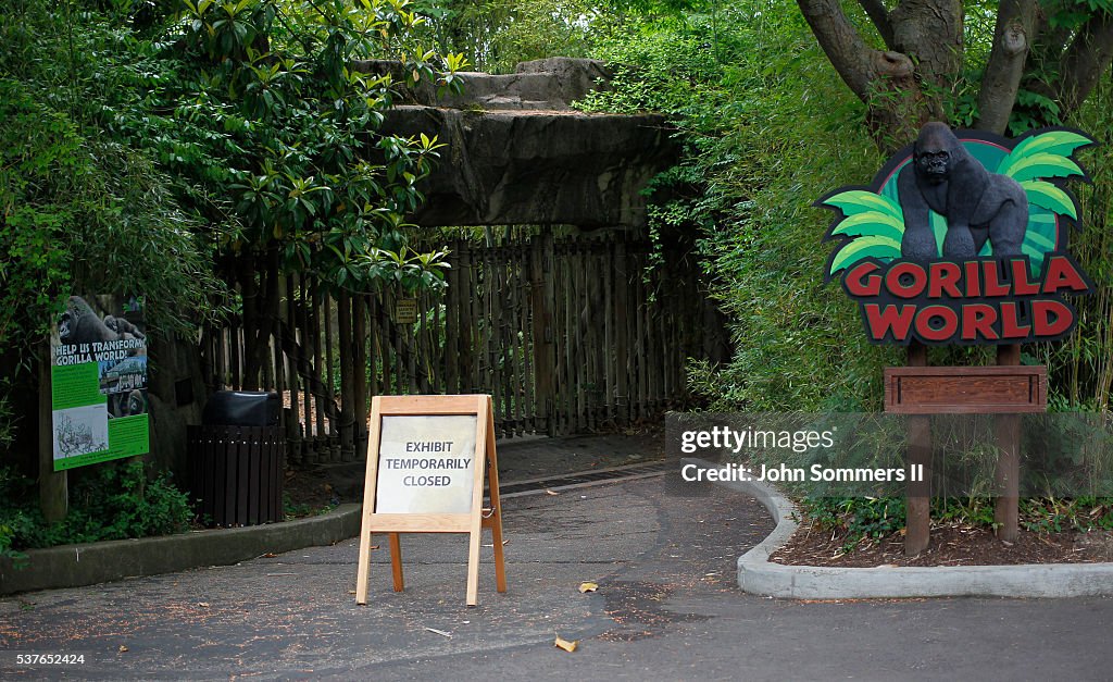 Controversy Rages After Shooting Death Of Endangered Gorilla At Cincinnati Zoo