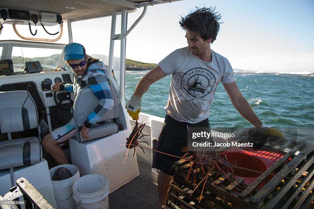 Fishermen removing lobsters from trap