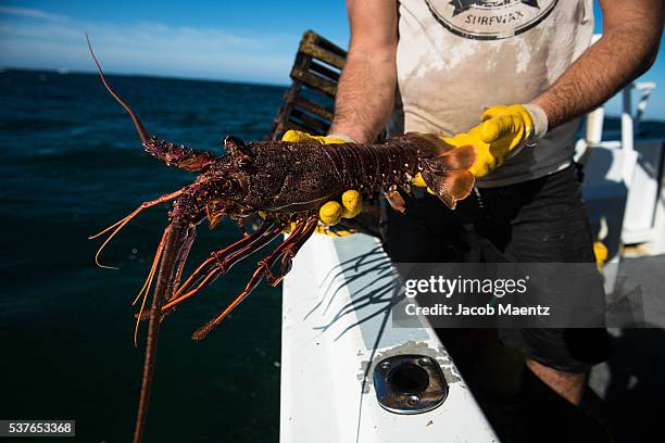 fisherman holds a captured lobster in western australia. - fishing australia stock pictures, royalty-free photos & images